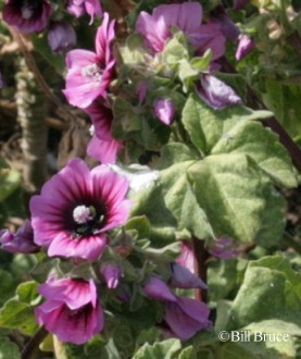 Tree Mallow in flower